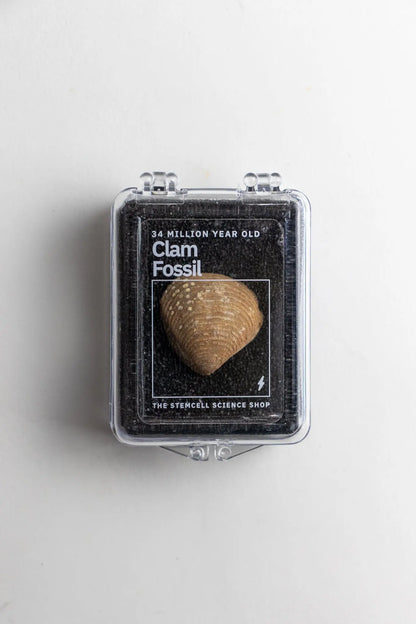 Clam Fossil