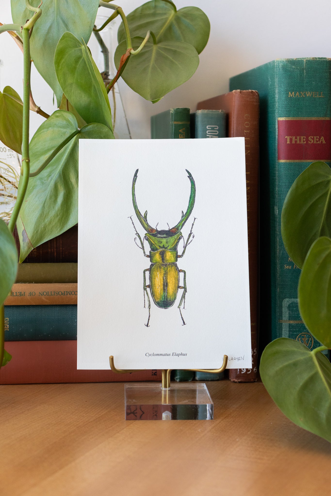 Long Horned Beetle Print