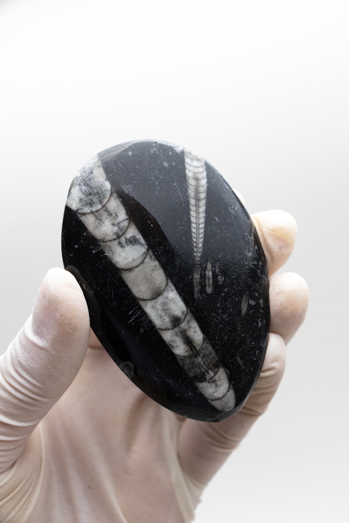 Geisenoceras Fossil - Stemcell Science Shop