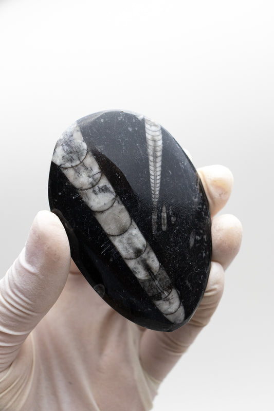Geisenoceras Fossil - Stemcell Science Shop