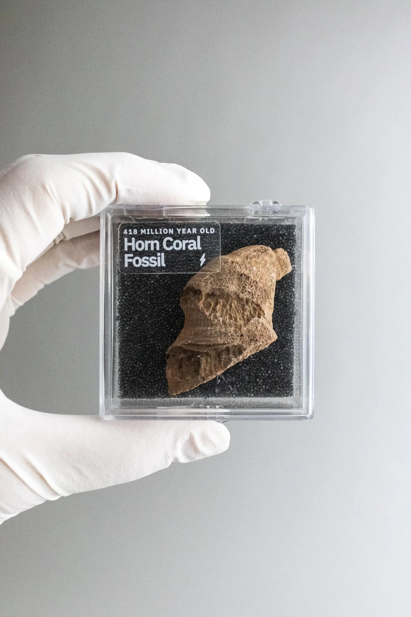 Horn Coral Fossil - Stemcell Science Shop