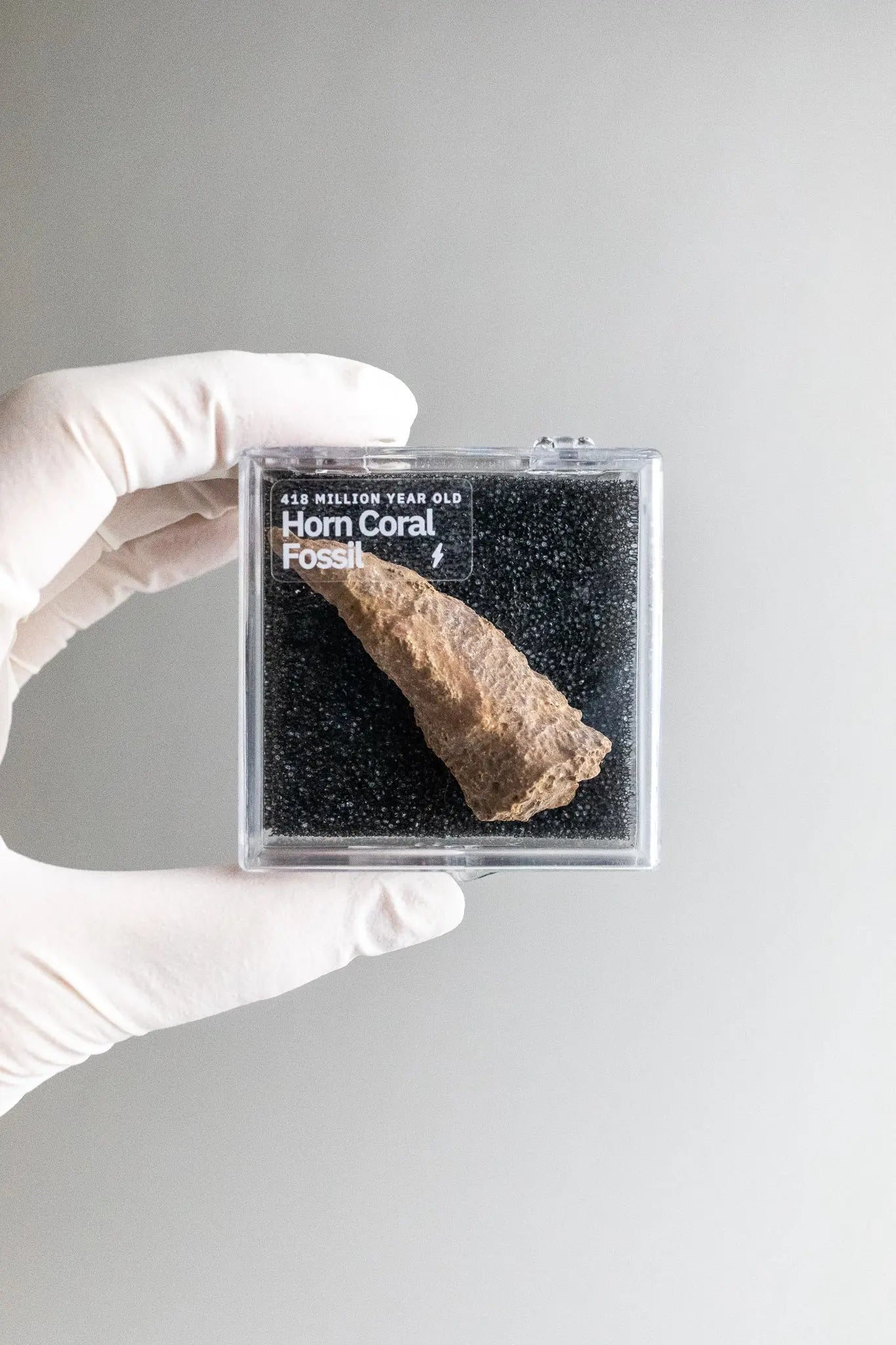 Horn Coral Fossil