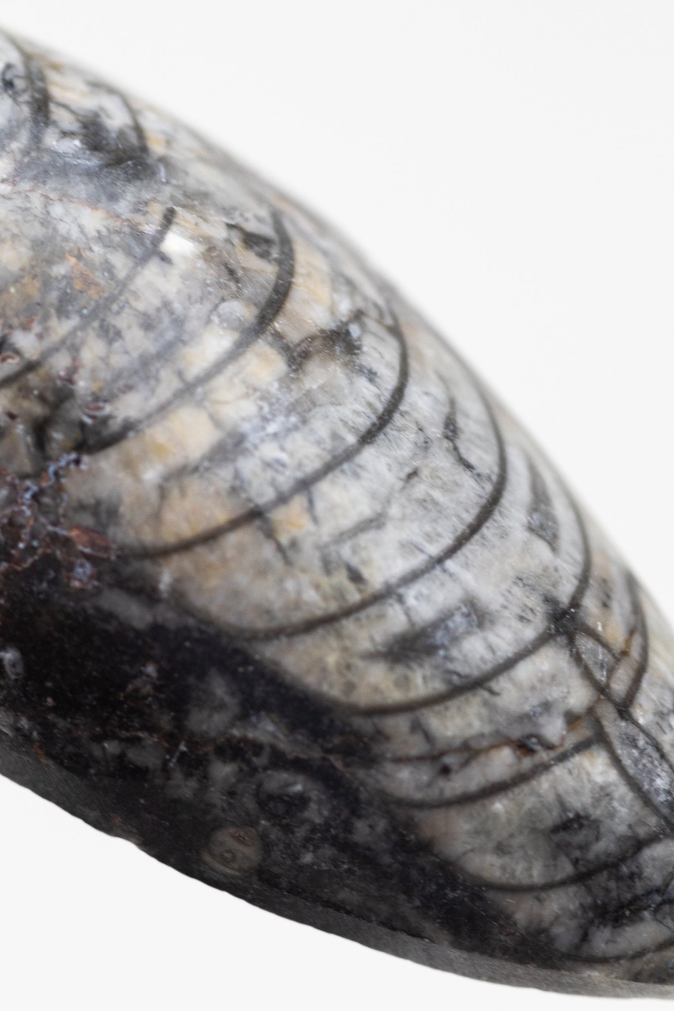 Geisenoceras Fossil - Stemcell Science Shop