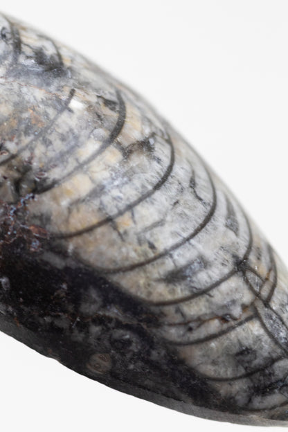 Geisenoceras Fossil - Stemcell Science Shop