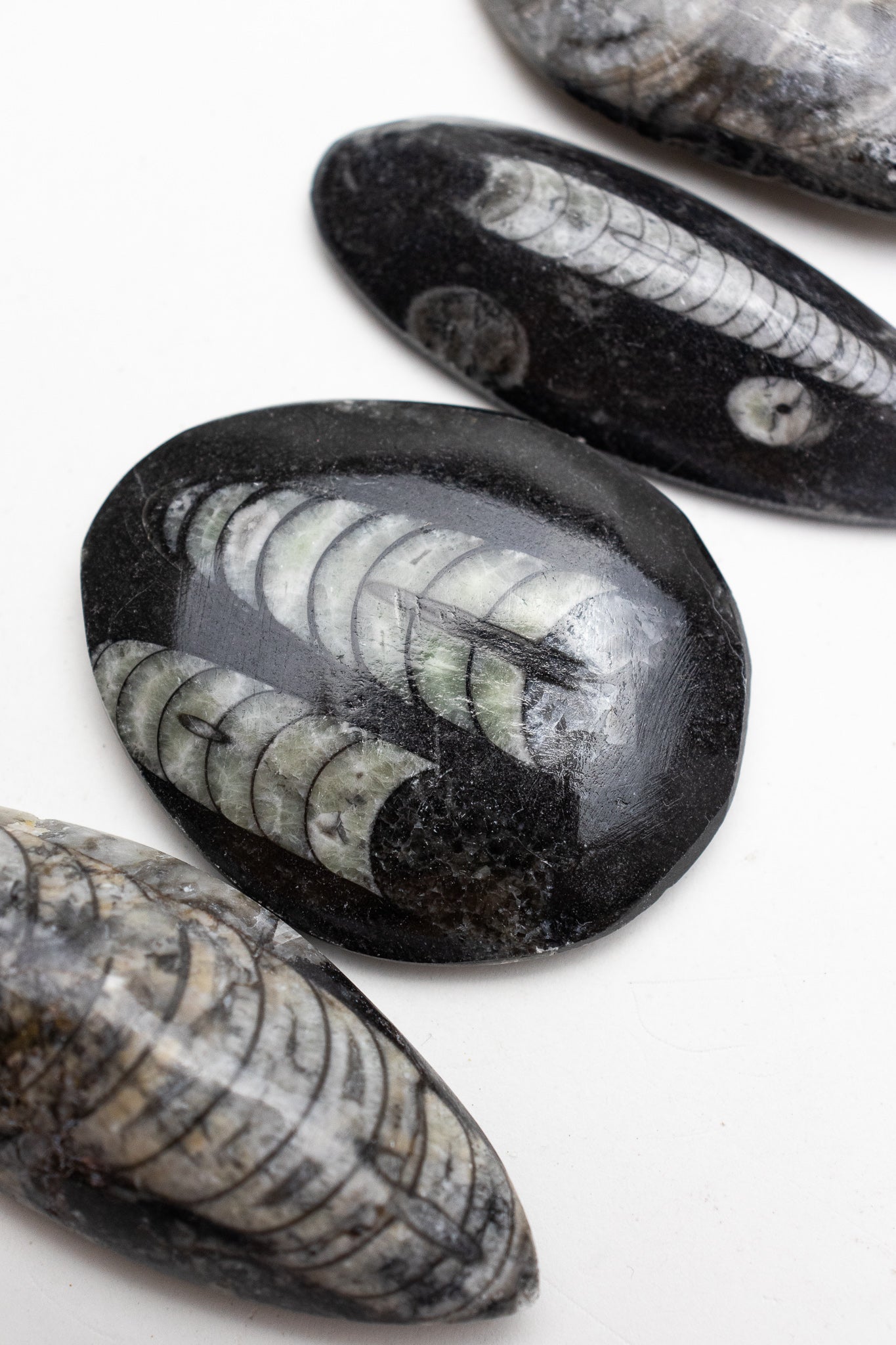 Geisenoceras Fossil - Stemcell Science Shop