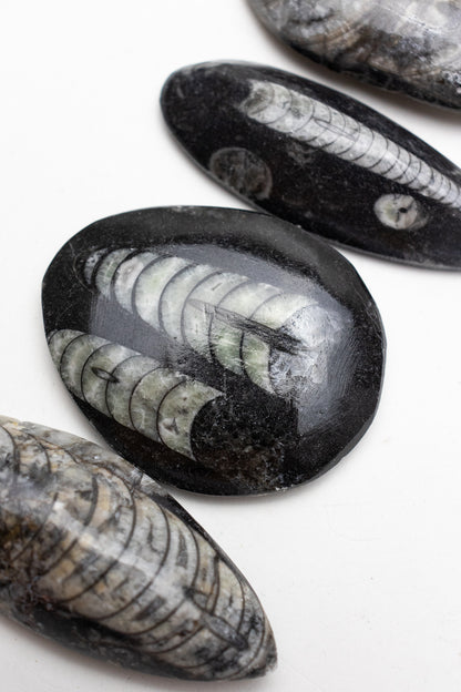 Geisenoceras Fossil - Stemcell Science Shop