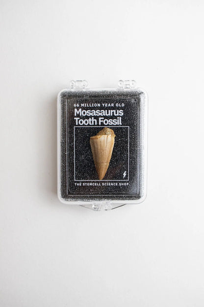 Mosasaurus Tooth - Stemcell Science Shop