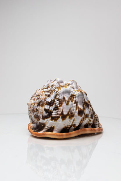 Bullmouth Shell - Stemcell Science Shop
