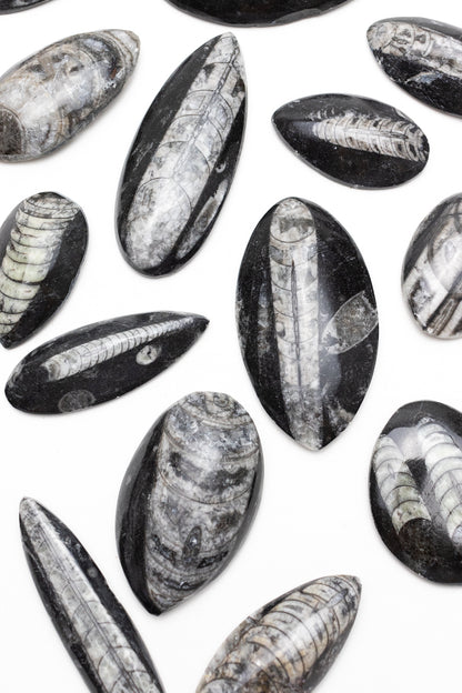 Geisenoceras Fossil - Stemcell Science Shop