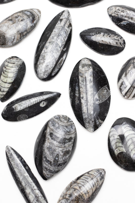 Geisenoceras Fossil - Stemcell Science Shop