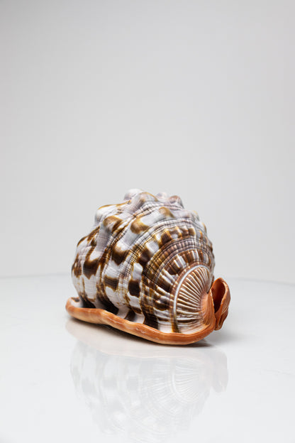 Bullmouth Shell - Stemcell Science Shop
