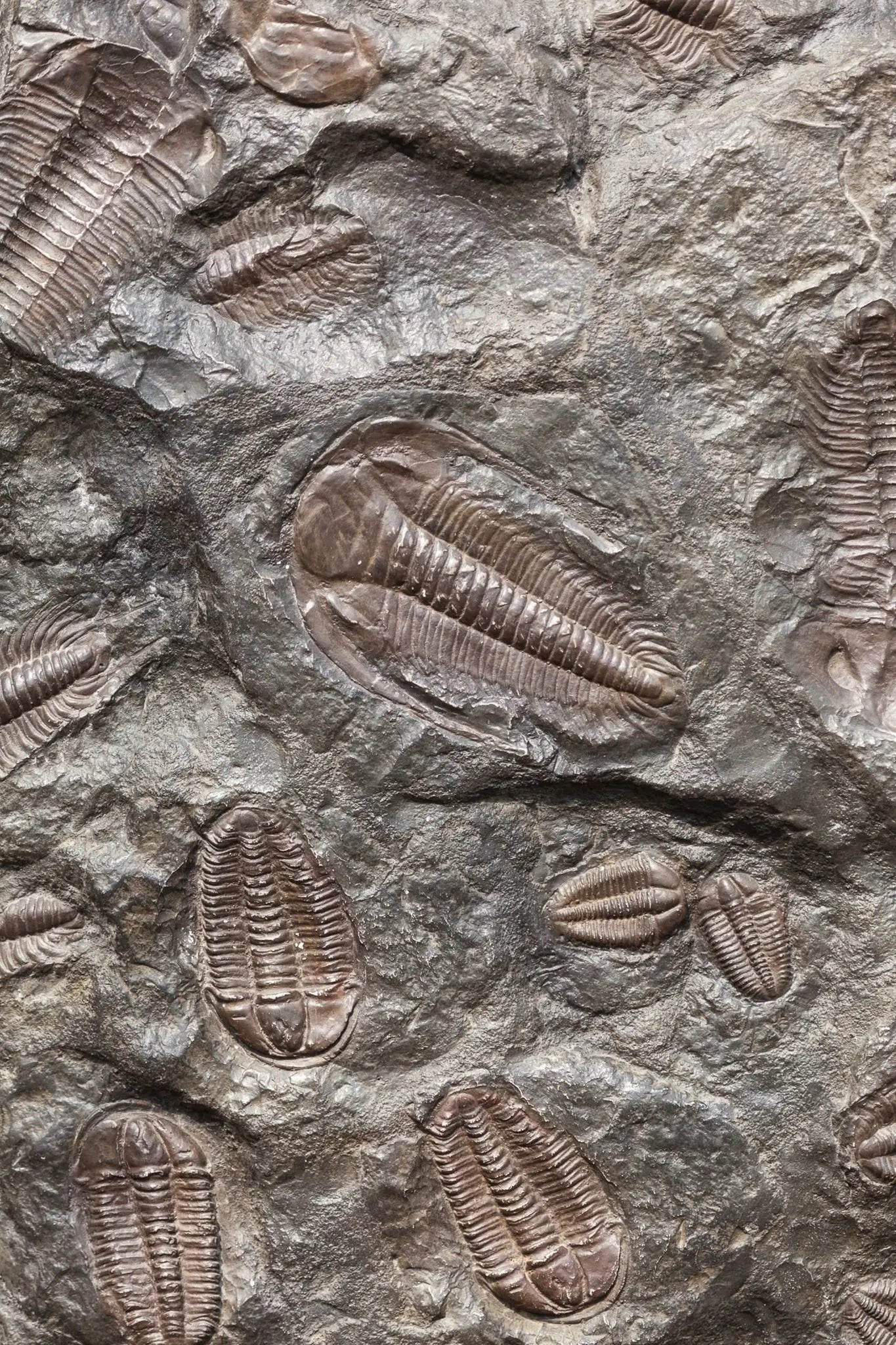 Trilobite Fossil