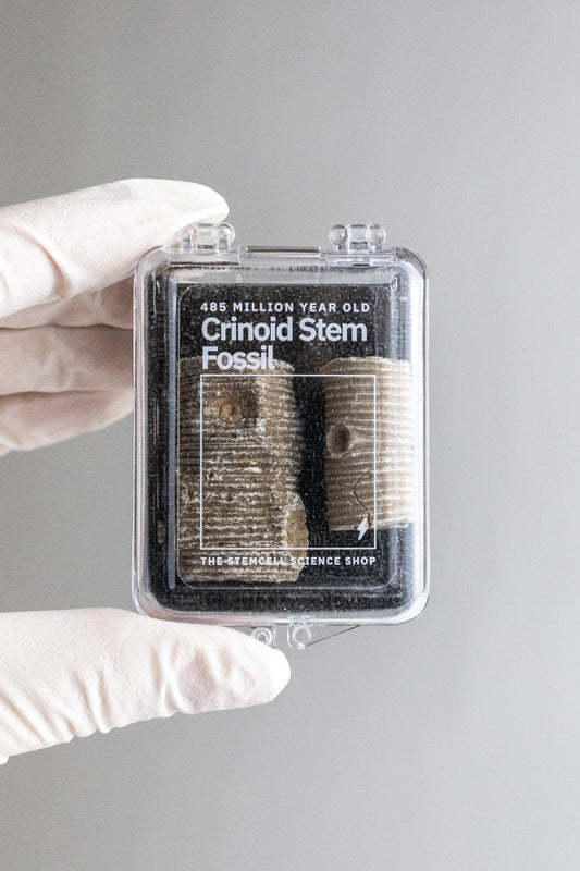 Large Crinoid Fossil - Stemcell Science Shop