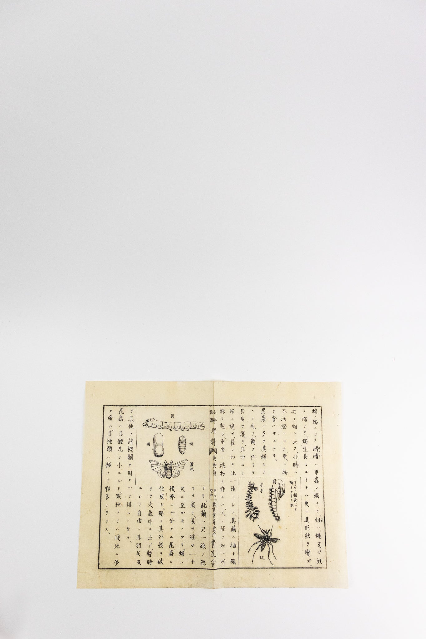 Japanese Woodblock Print - Stemcell Science Shop