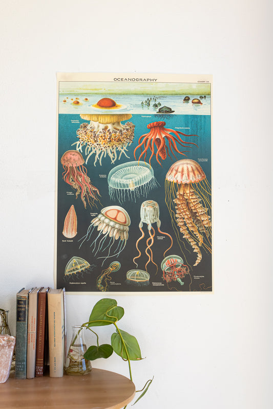 Oceanography Scientific Chart - Stemcell Science Shop