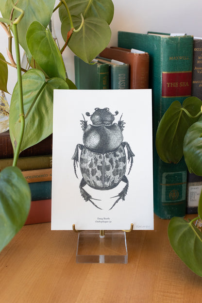 Dung Beetle Print
