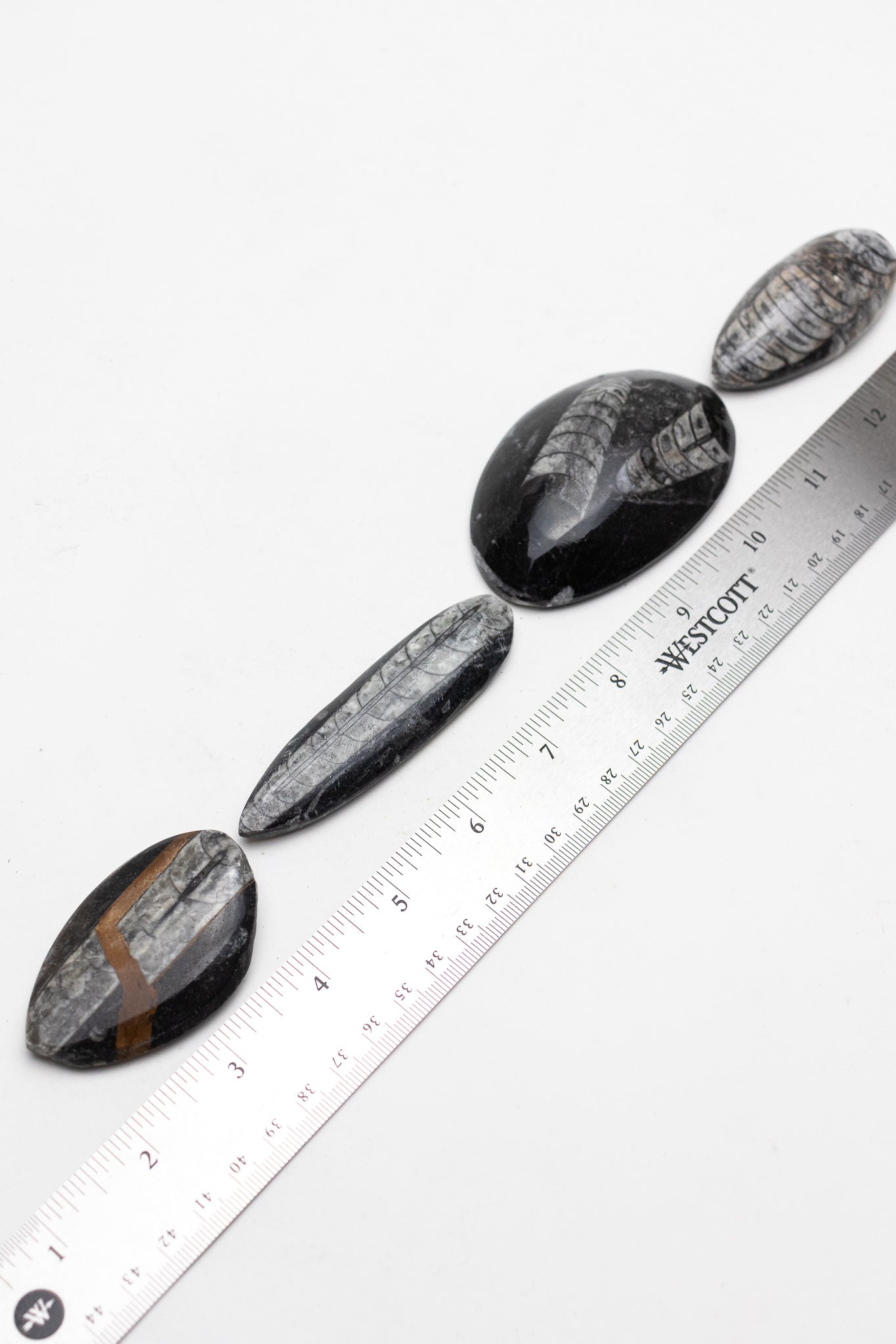 Geisenoceras Fossil - Stemcell Science Shop