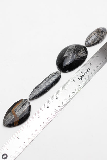 Geisenoceras Fossil - Stemcell Science Shop