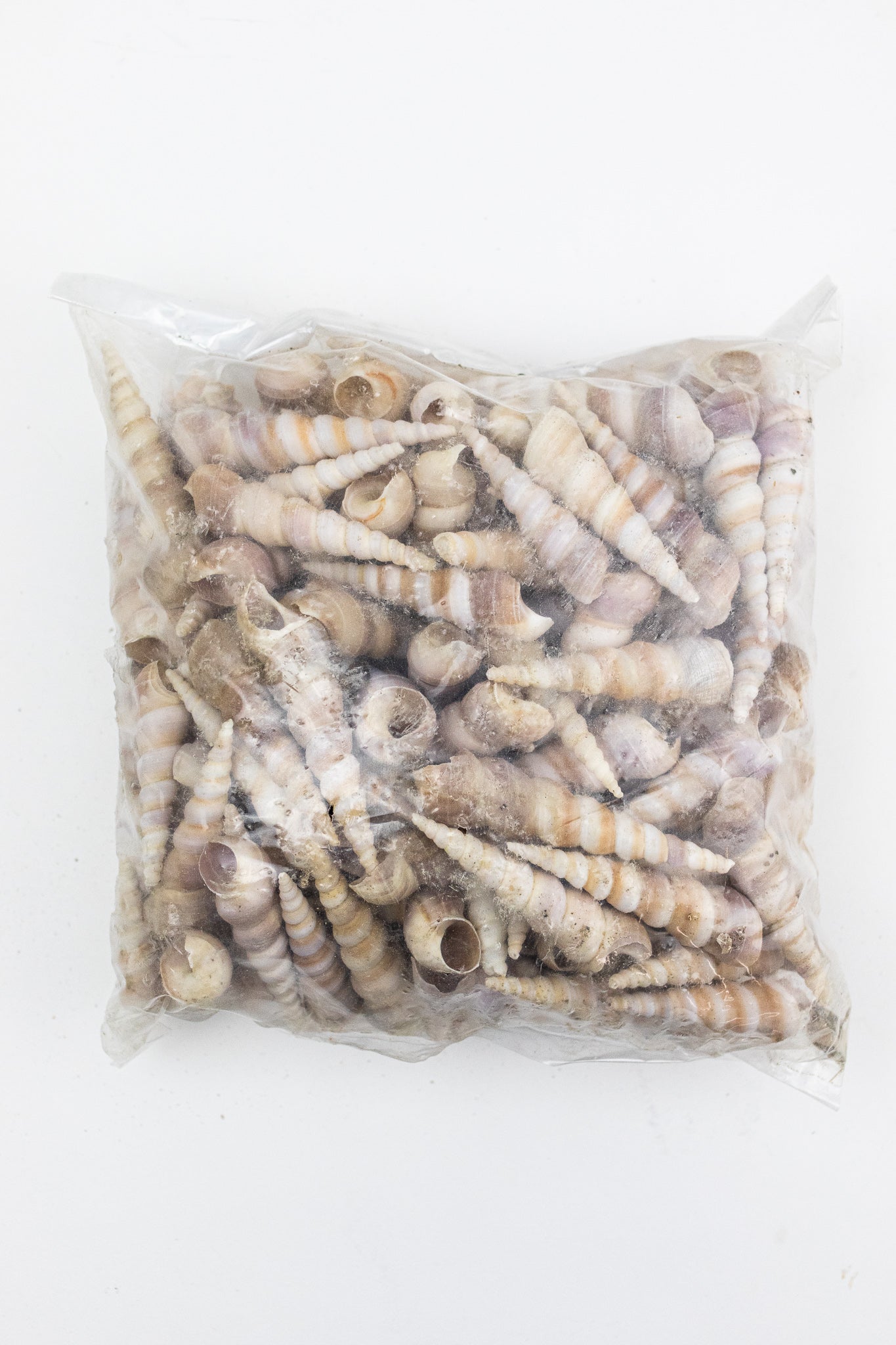 1 kg Bag of Whole Terebra Shells