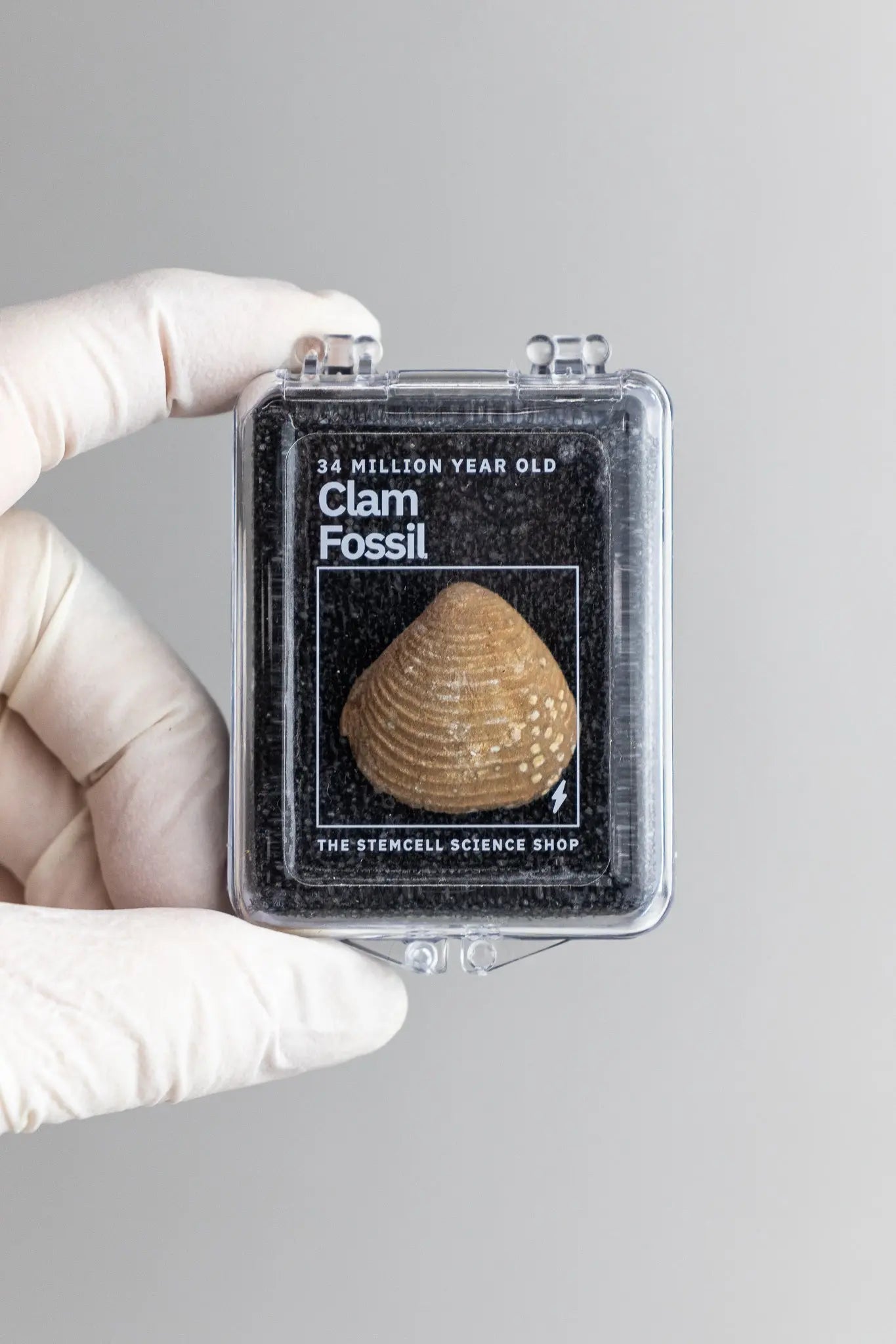 Clam Fossil - Stemcell Science Shop