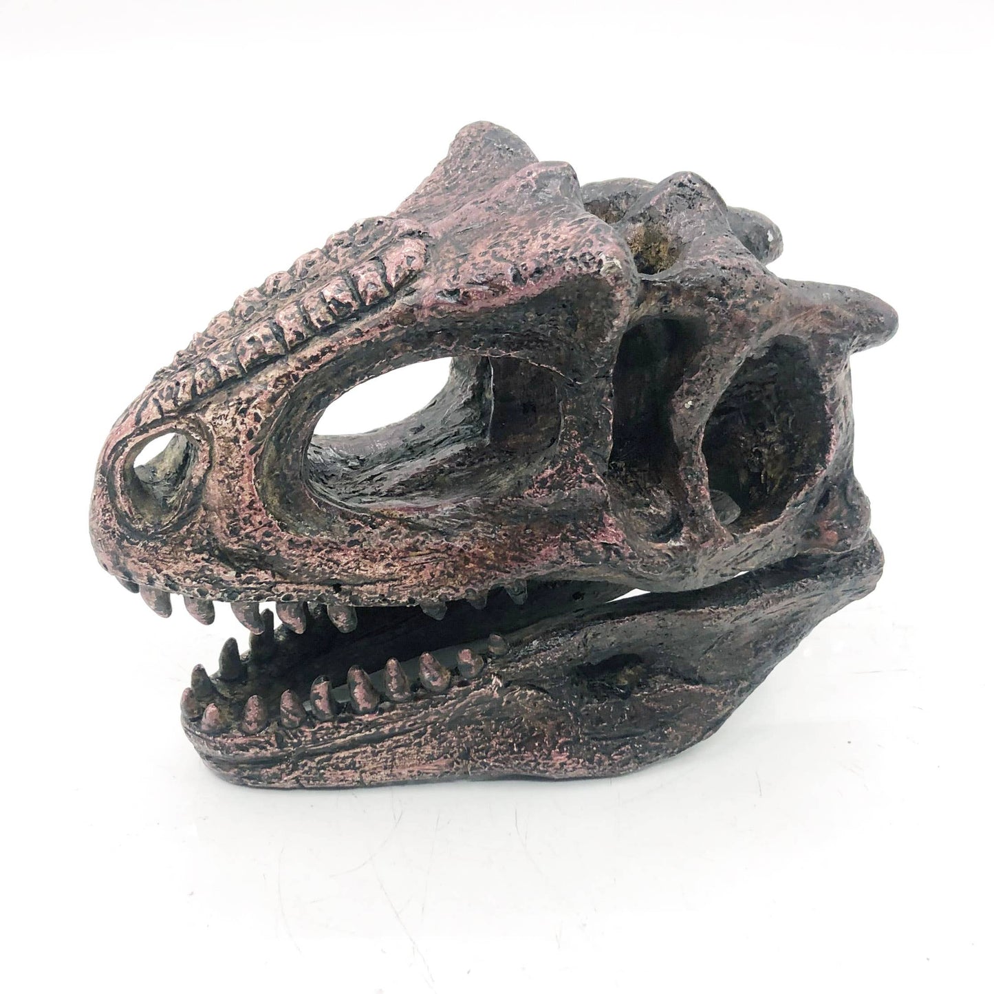 Replica Carnotaurus Mini Dinosaur Fossil Skull - Stemcell Science Shop