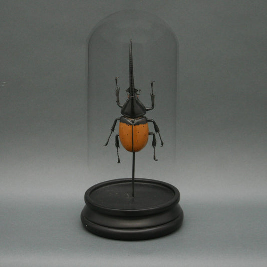 Brown Hercules Beetle Glass Cloche - Stemcell Science Shop