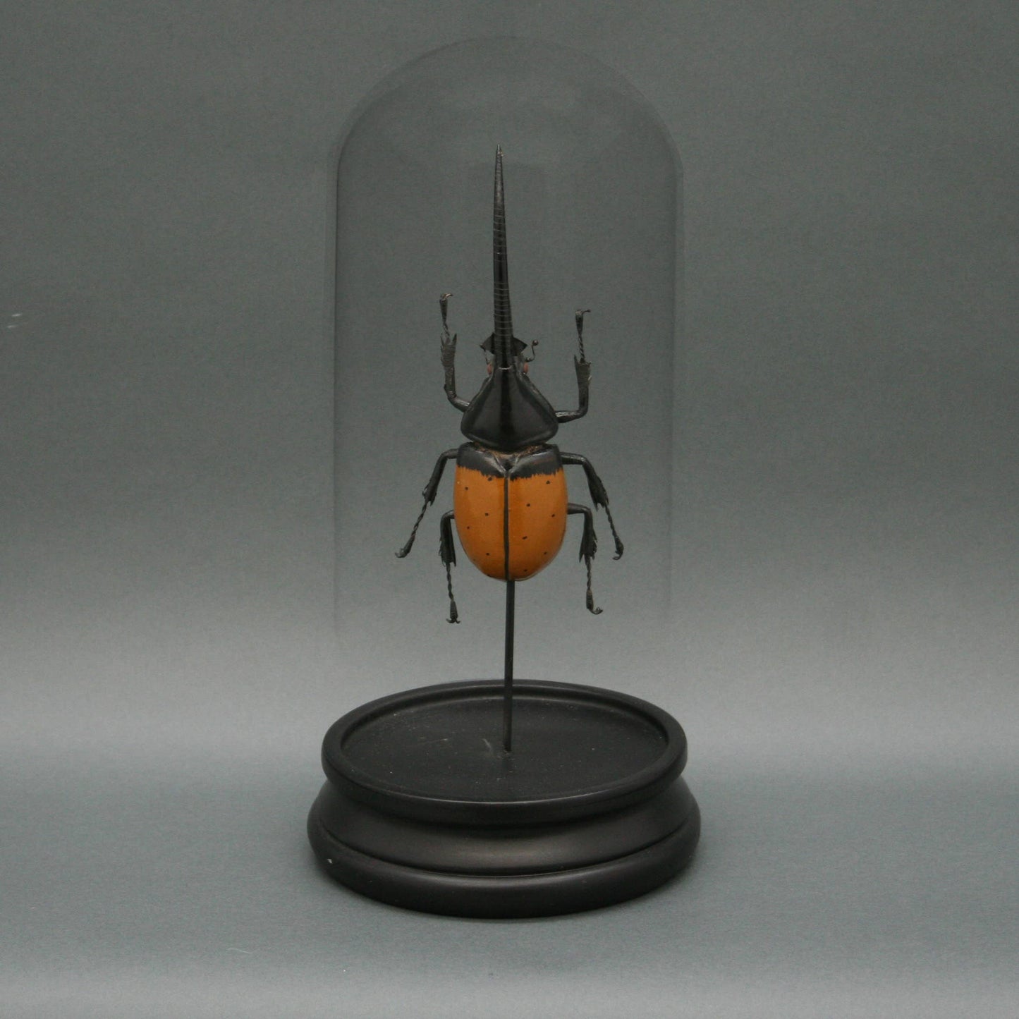 Brown Hercules Beetle Glass Cloche - Stemcell Science Shop
