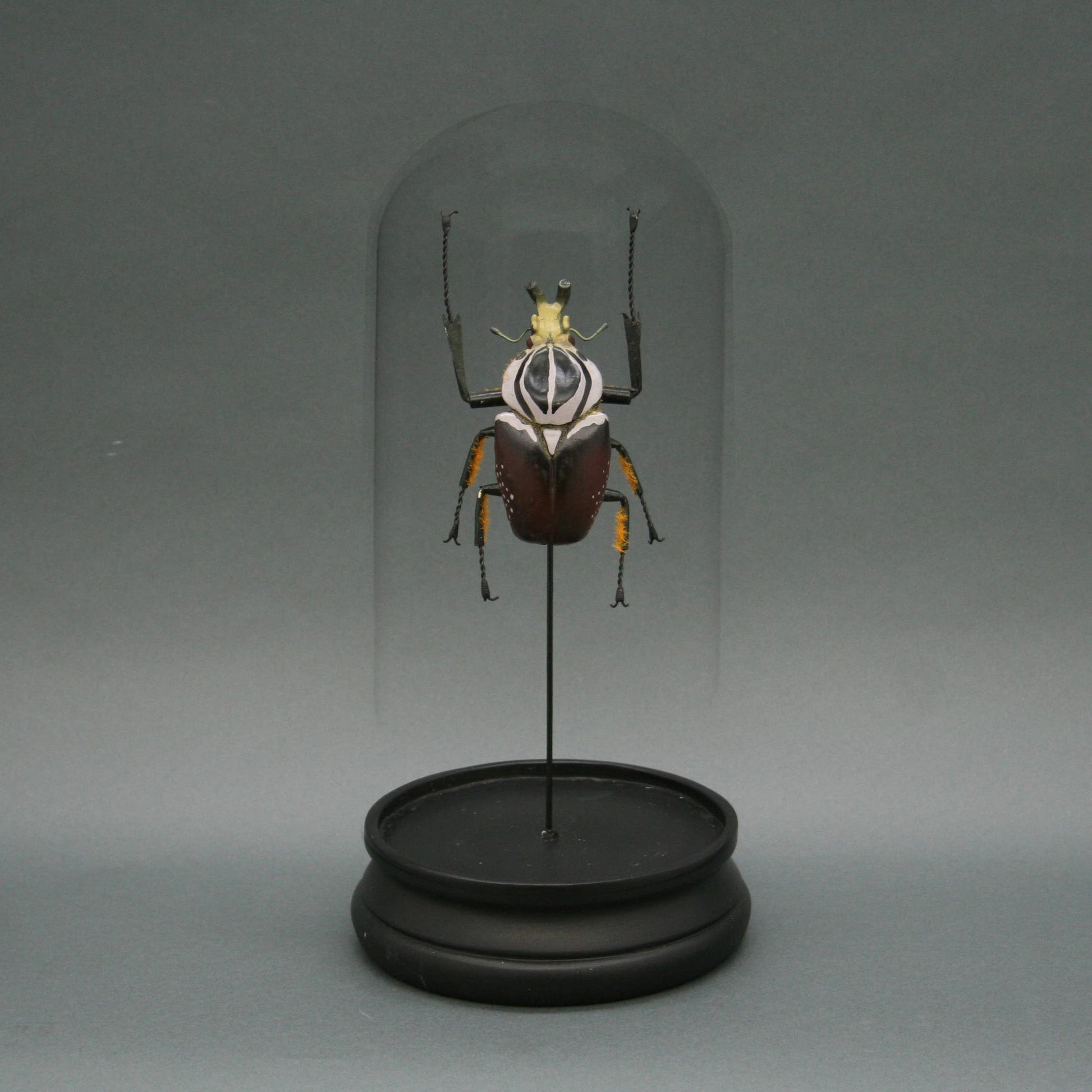 Goliath Beetle Glass Cloche - Stemcell Science Shop