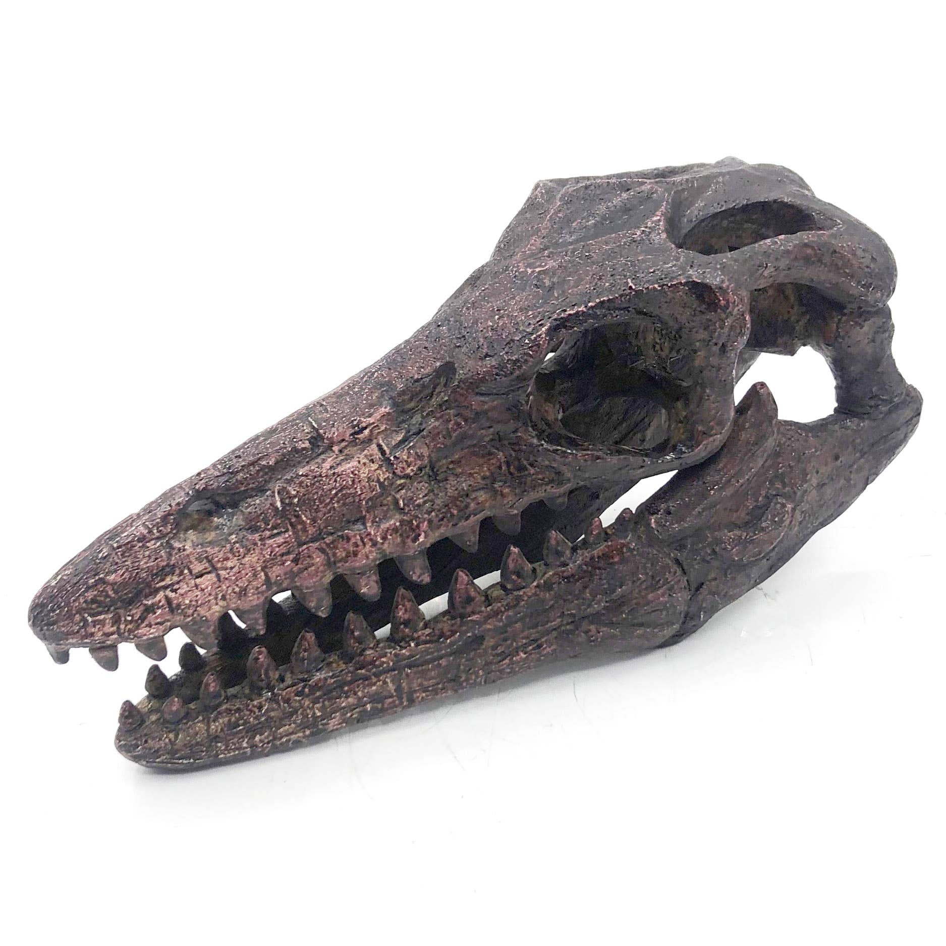 Replica Mosasaurus Mini Dinosaur Fossil Skull - Stemcell Science Shop