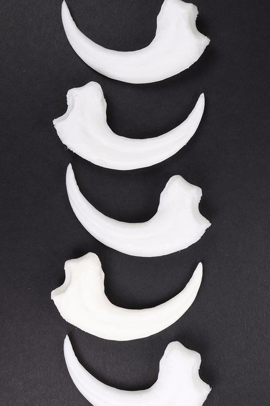 Velociraptor Claw Replica - Stemcell Science Shop