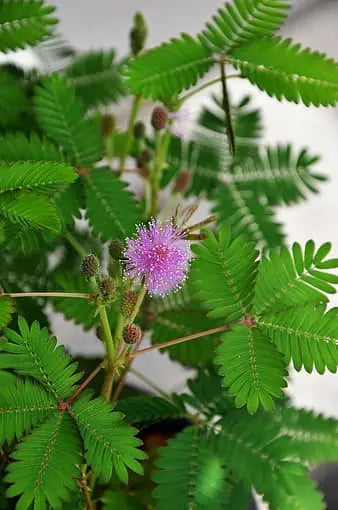 Sensitive Plant Seeds (Mimosa Pudica)