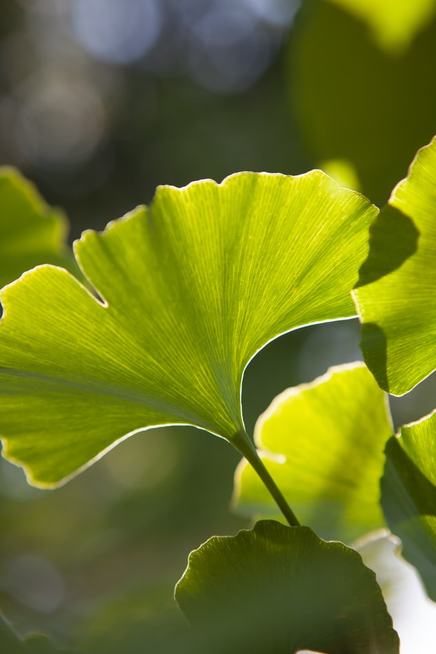 Ginkgo Biloba Seeds - Stemcell Science Shop