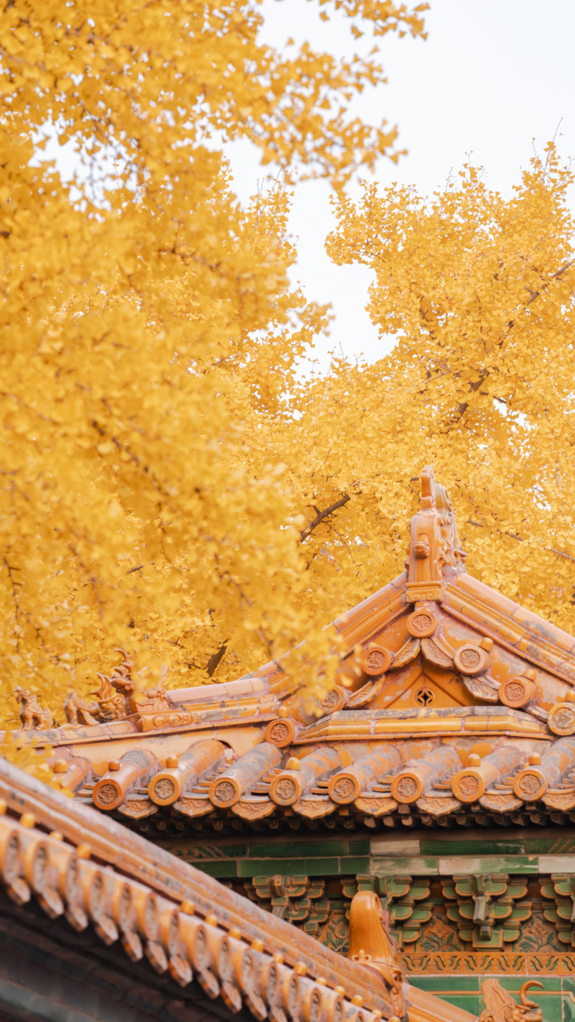Ginkgo Biloba Seeds - Stemcell Science Shop